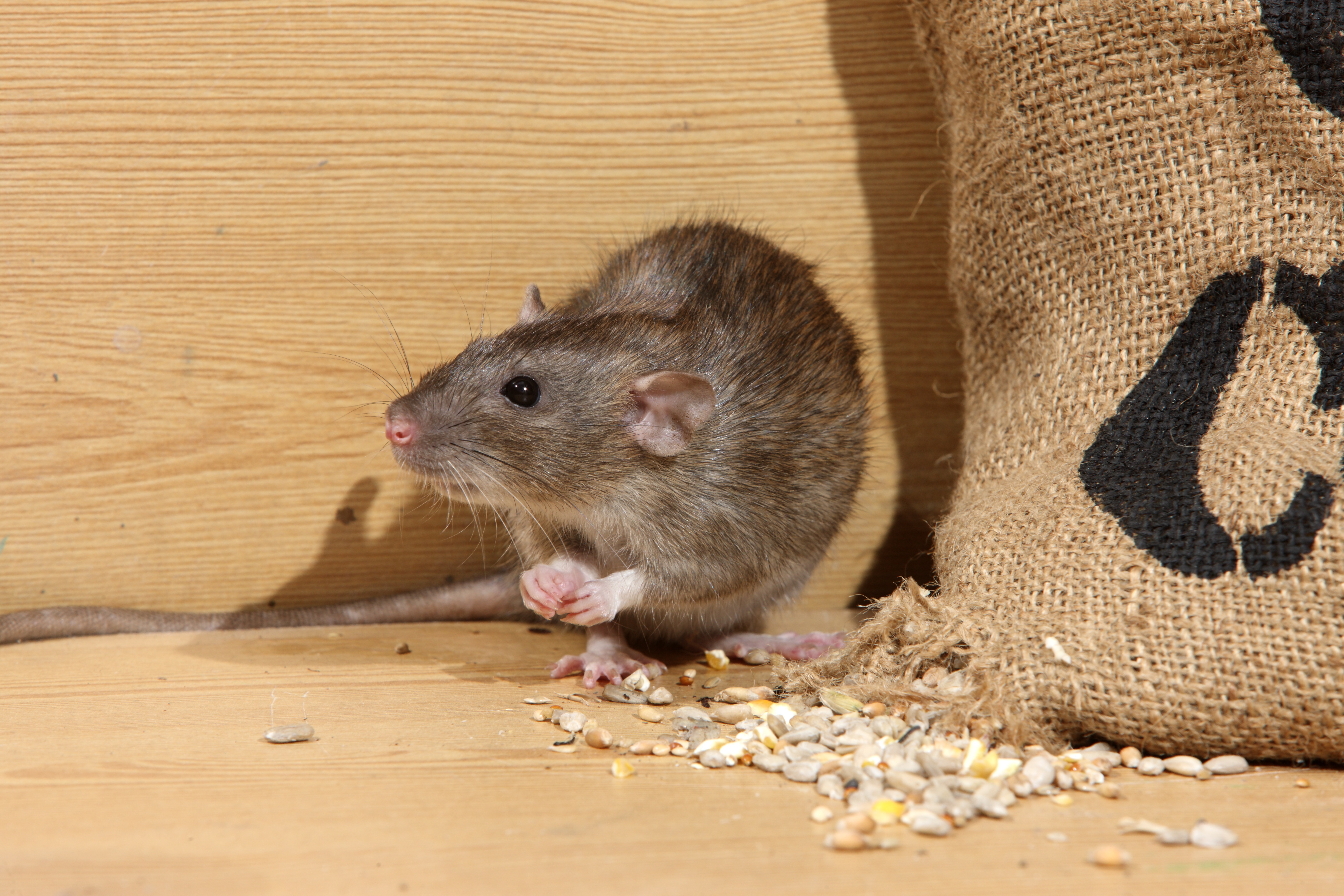 Едят ли мышей. Мыши в доме. Крысы вредители. Грызуны вредители в доме.