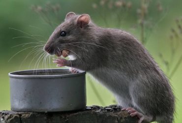 Что-едят-крысы-фото